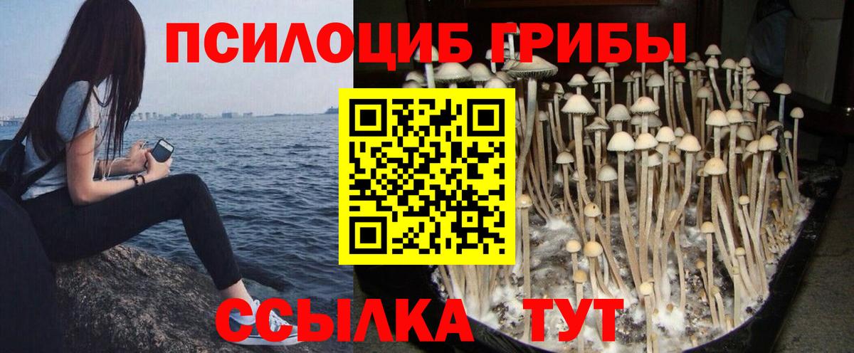 Псилоцибиновые грибы Psilocybe Валуйки